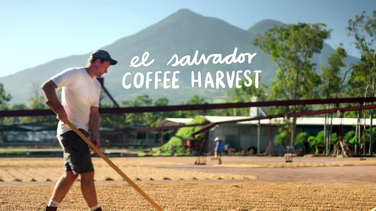 Farming Abroad - Coffee Harvest in El Salvador [22:55]