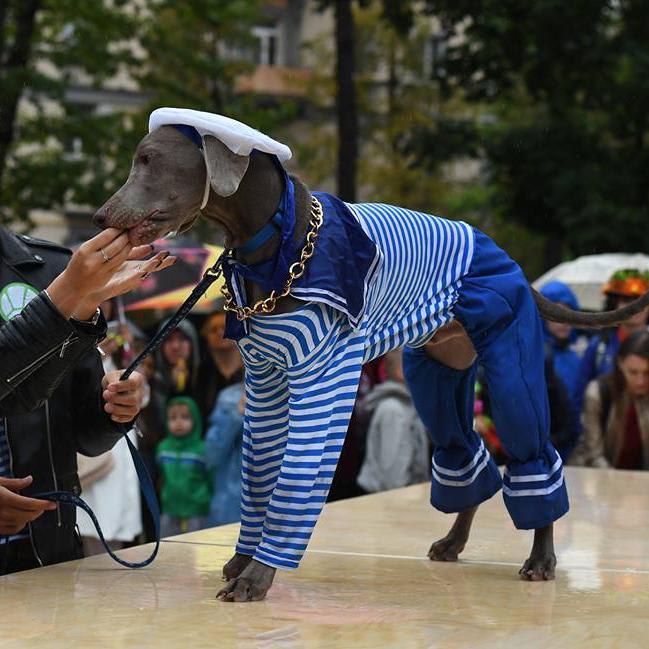 Cuteness overload! Dogs at 'fashion show' in Moscow