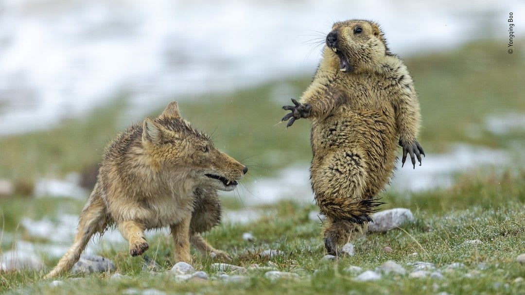 A Tibetan fox rushes forward—teeth exposed—while the marmot it’s after screams out in surprise, undoubtedly knowi… | Wildlife photos, Wildlife photography, Wildlife