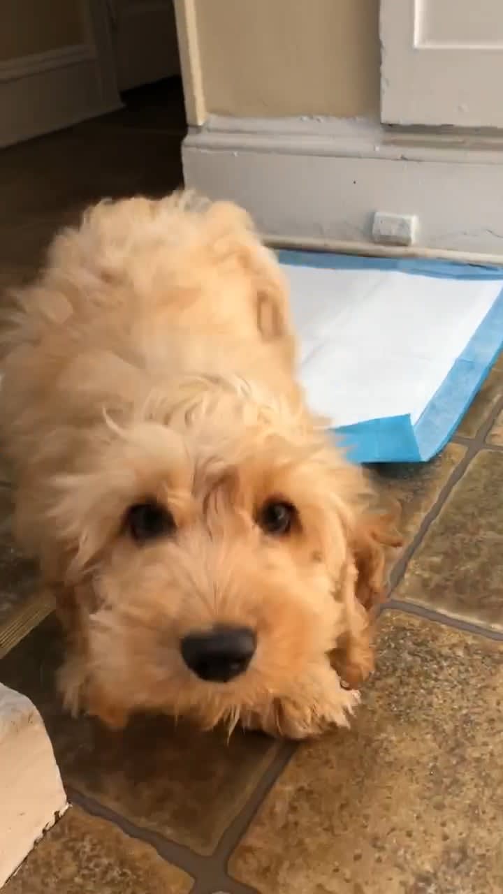 first-time-pet-owner-my-heart-melts-whenever-i-come-home