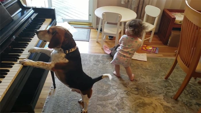 Yes, A Baby Dances To A Piano-Playing Dog! Incredible Video Is Here!