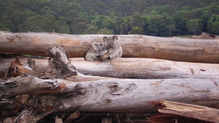 How Australia became one of the worst deforesters in the world