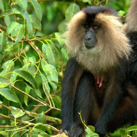Lion-Tailed Macaque: A Rare Species of Primate in India Faces Threat of Extinction