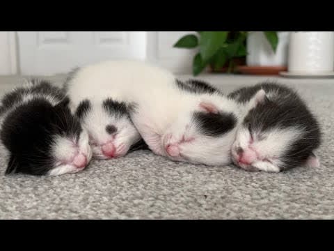 Baby Kittens Have Nightmares In Their Sleep 😿 | KittenHeaven