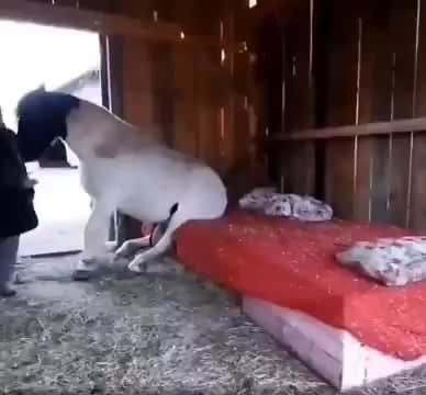 Owner tucks his horse into bed