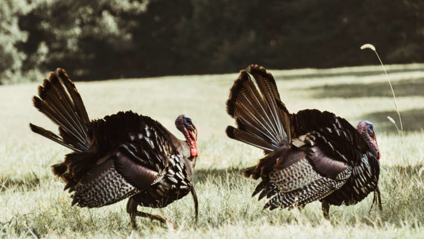 Need to Know the Sex of a Wild Turkey? Look at Its Poop