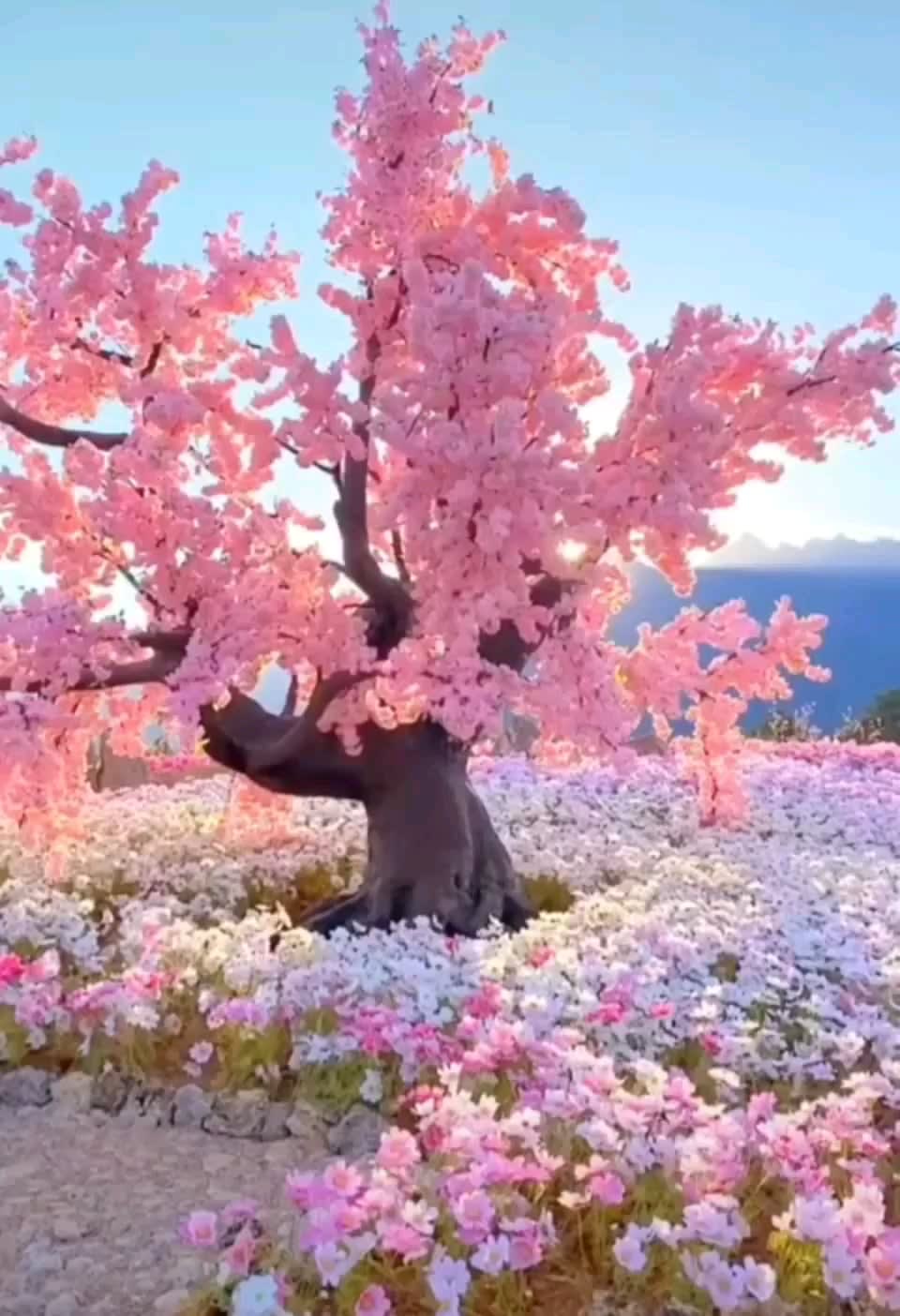 This field of pink flowers