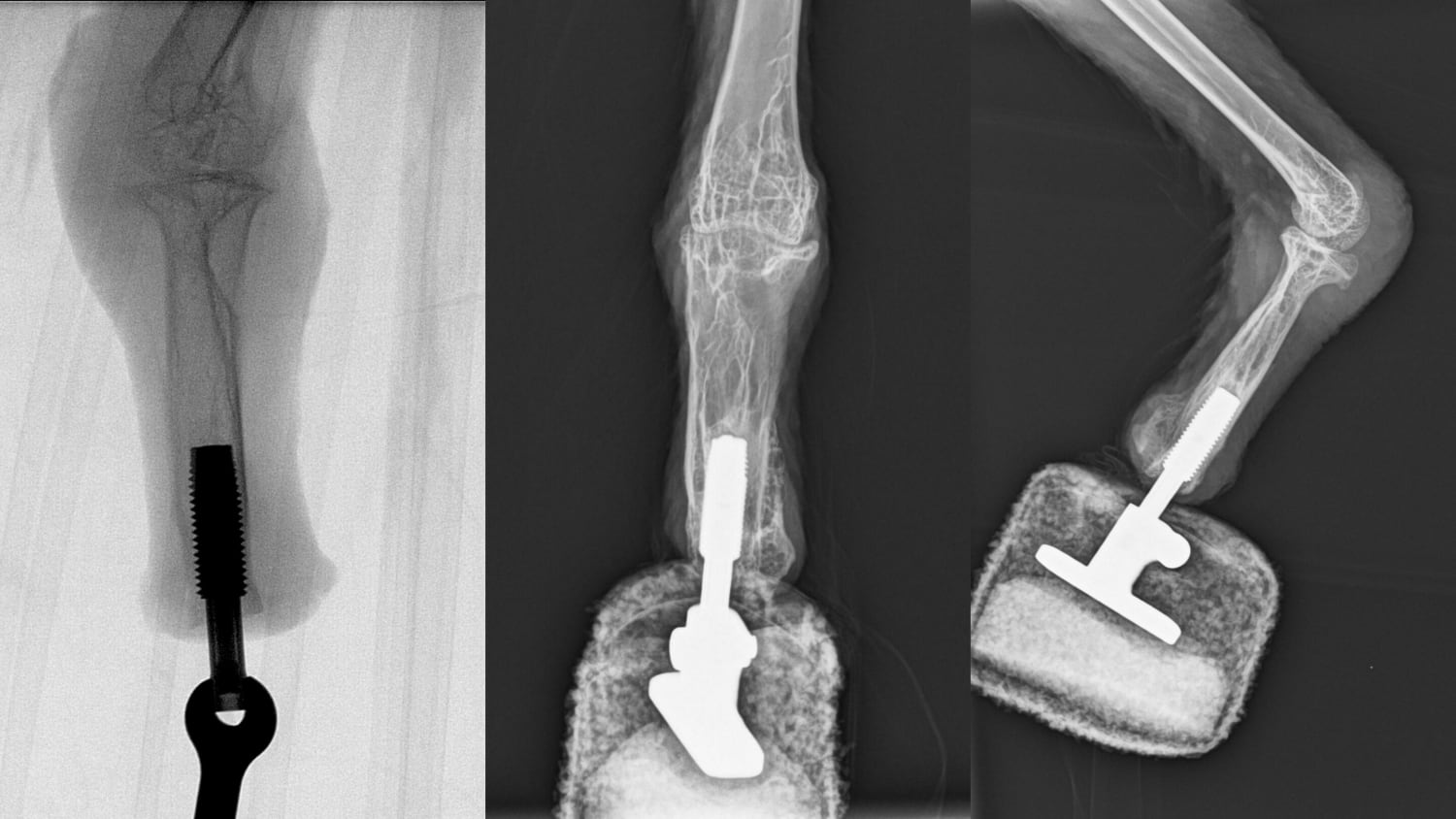 Bionic reconstruction: New foot for 'Mia' the bearded vulture
