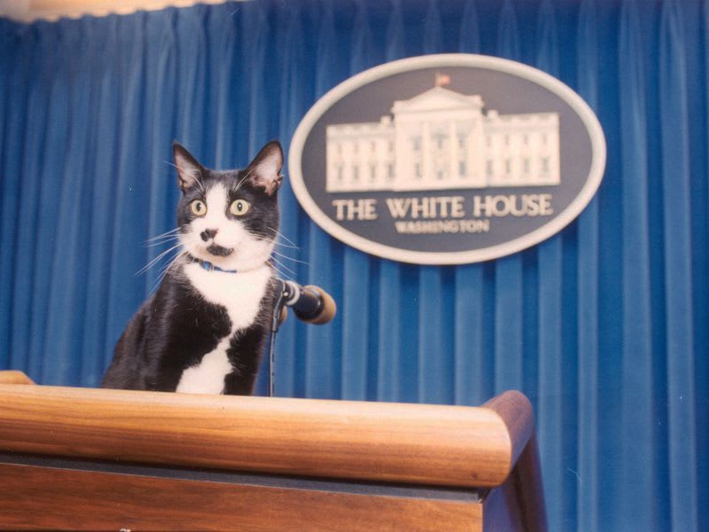 The First Pet Position in the Trump White House Will Remain Open—for Meow