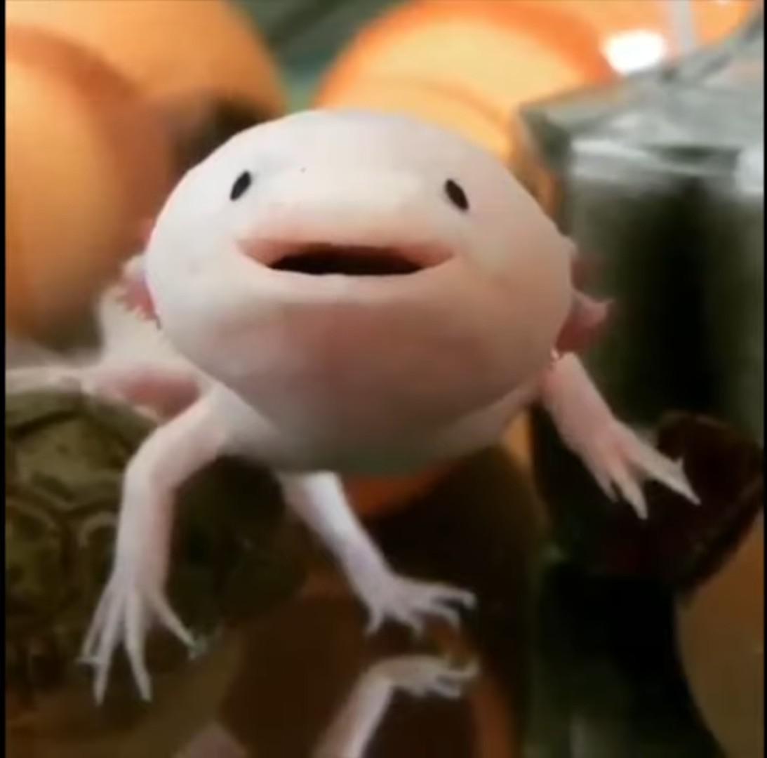 Axolotls are carnivorous. Does this look like the face of mercy to you?
