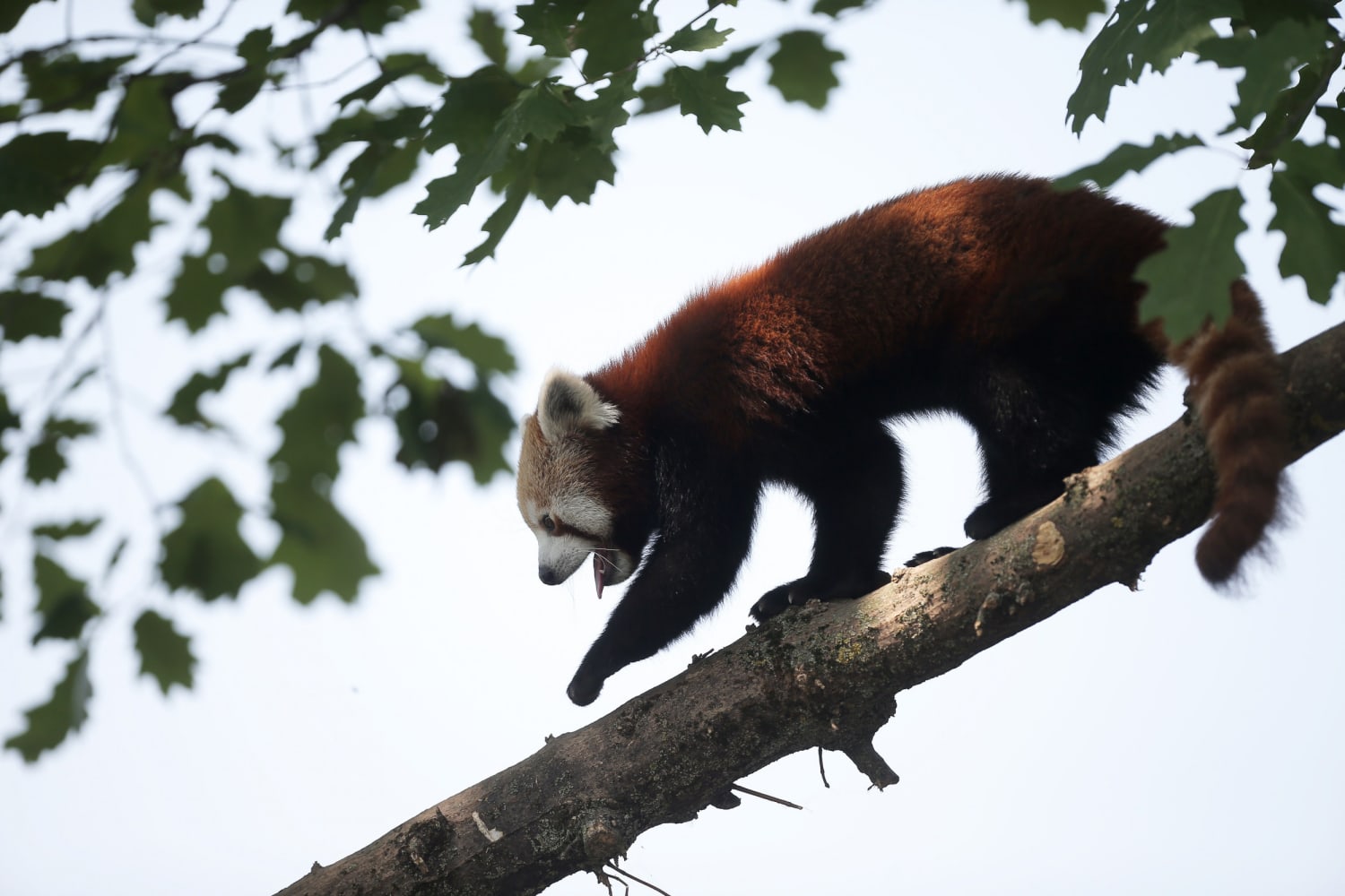 Red pandas are two separate species, study finds