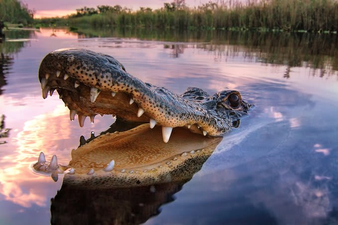 American alligator populations reached all-time lows in the 1950s, primarily due to hunting and habitat loss. However, in 1987, these snappy reptiles were pronounced fully recovered, making it one of the first endangered species success stories. Photo by Robert Sullivan
