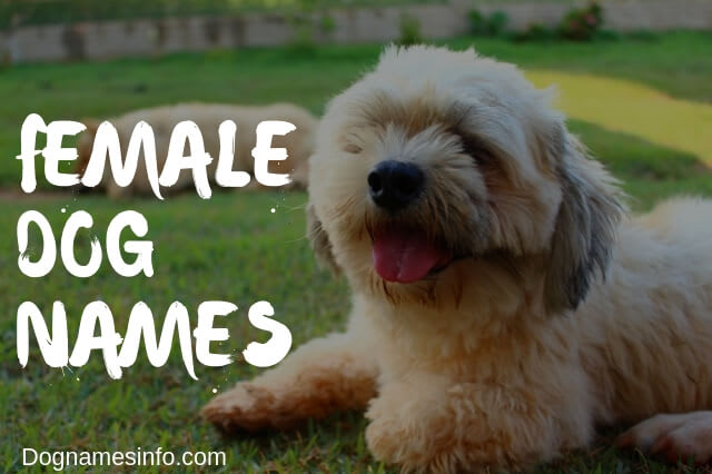 Unique Female Dog Names 2020 - 250+ Popular Girl Puppy Names Ideas