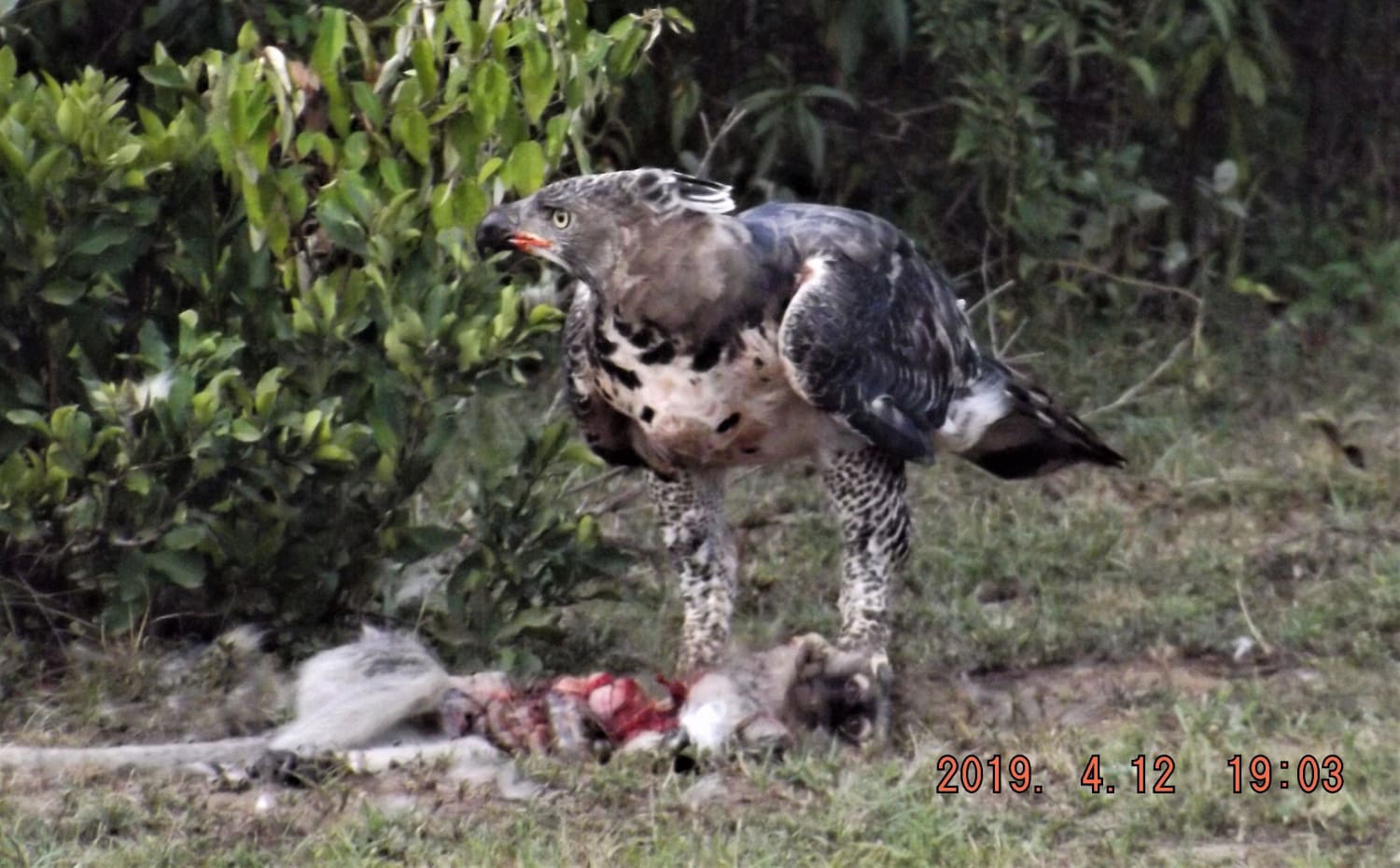 The African crowned eagle has proven to be the most regular living avian predator of primates, including monkeys up to female baboons and young apes including even children.