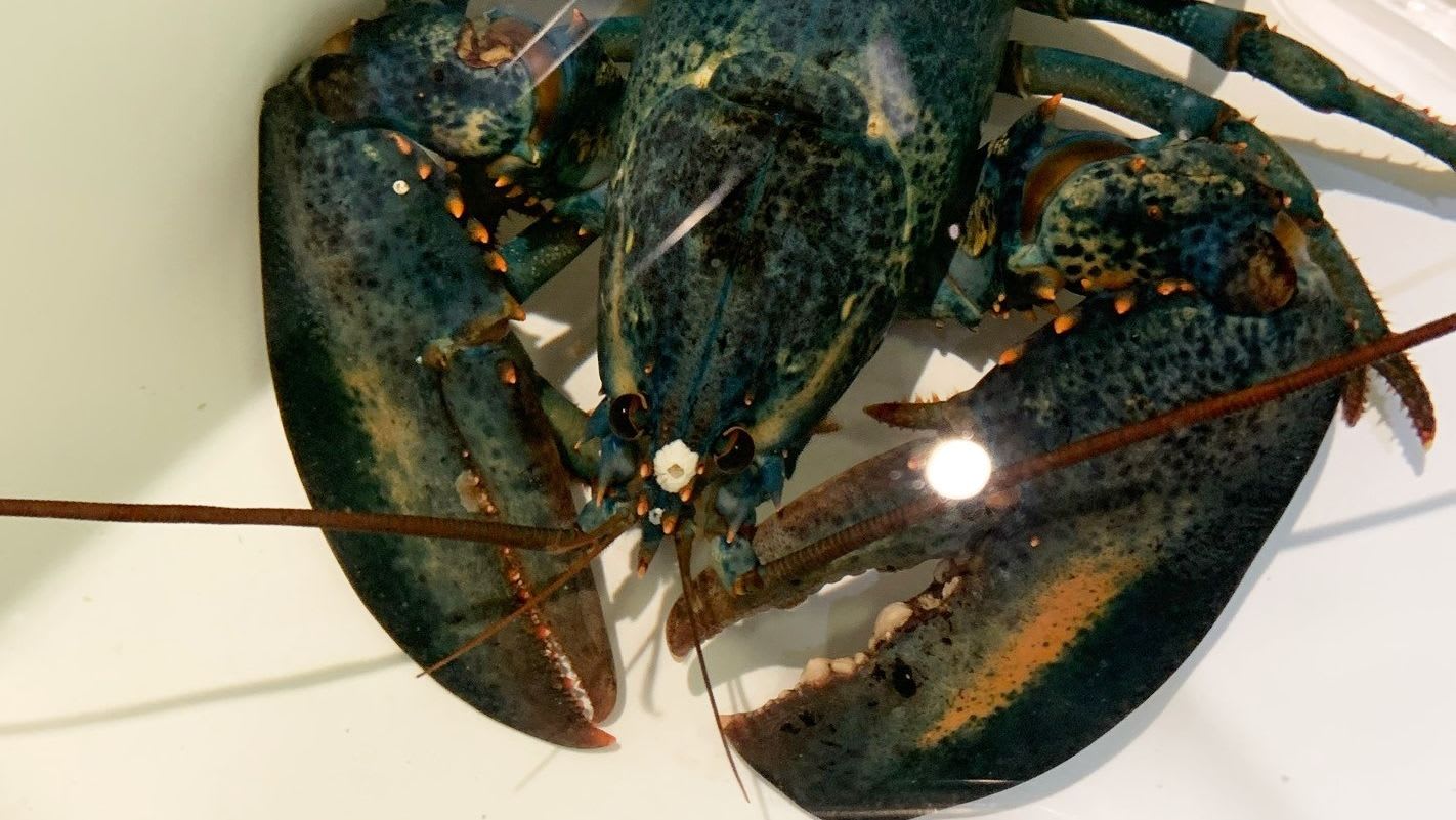 Red Lobster Employee Discovers Rare Blue Lobster, Donates It to Akron Zoo