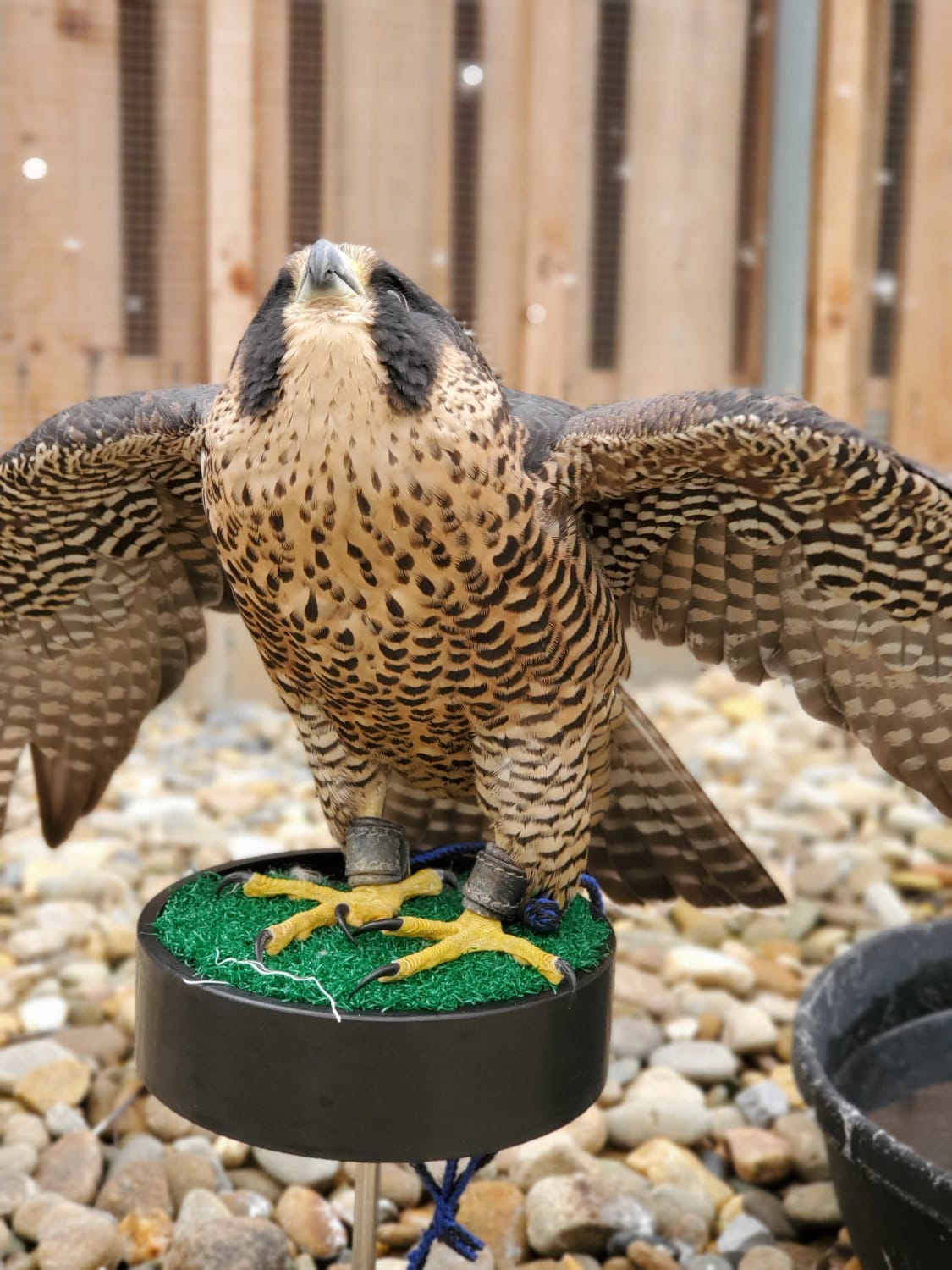 In the mid-to-late 1900's, Peregrine falcons nearly went extinct in North America due to the pesticide DDT. Long prized as a falconry bird, falconry techniques (and falconers) contributed to peregrine falcon conservation and helped their population recover!