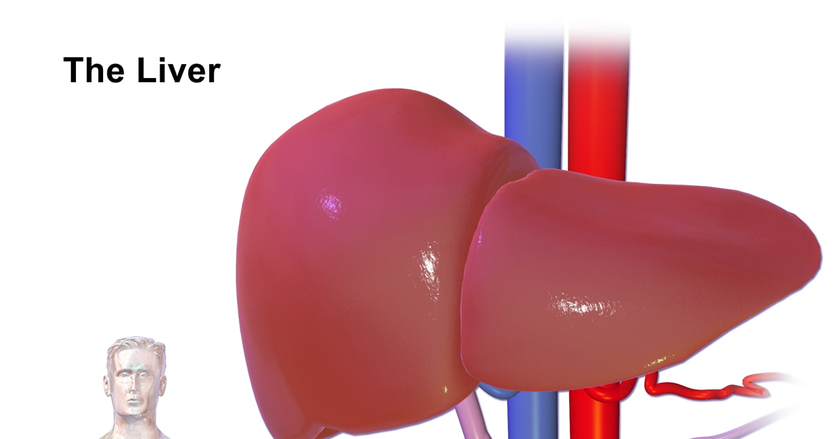 Anatomy of Liver