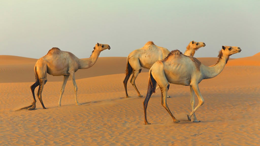 Why Startups Should Aim to Be 'Camels' Rather Than 'Unicorns'