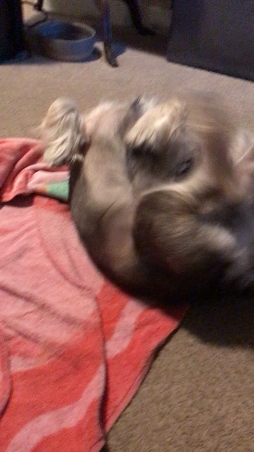 “Help, I’ve fallen and I can’t get up”: Post-Bath Zoomies Edition