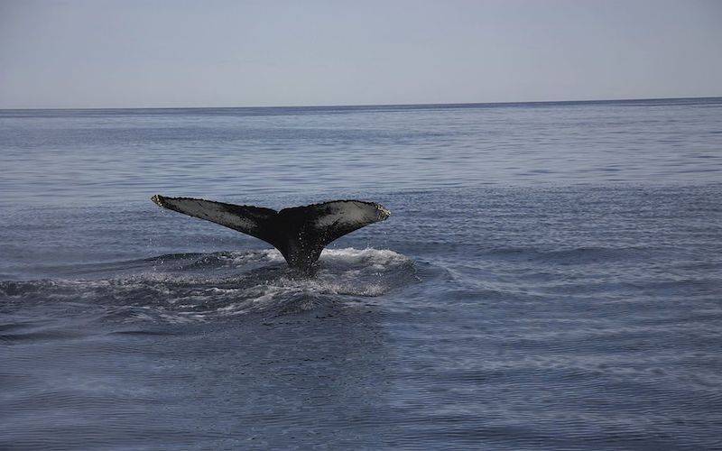 Whale Watching Iceland - Best Destinations and Tours