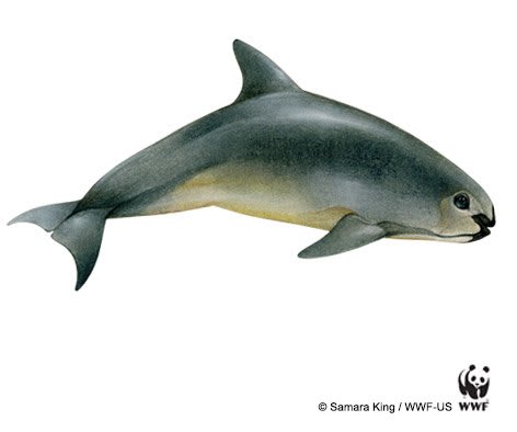 Temporary gillnet ban ends 30 June. Urge @epn to implement the committed permanent ban to #savethevaquita!