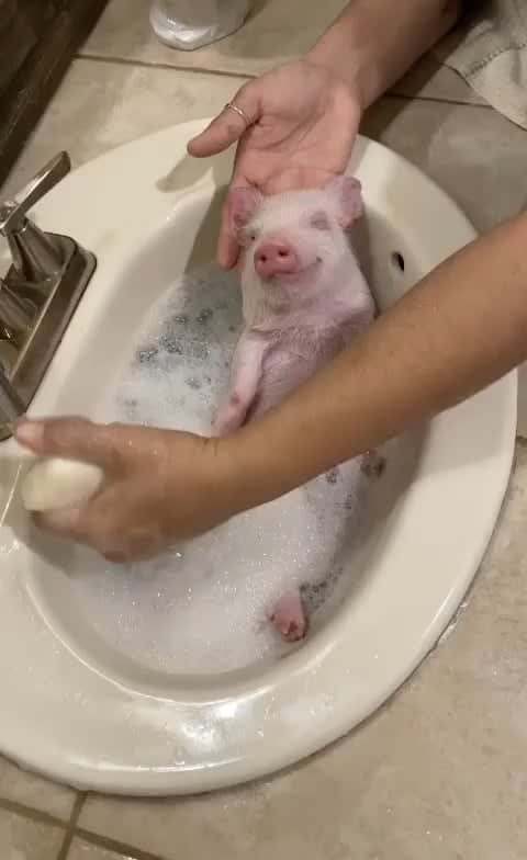 Piglet enjoys foam bath