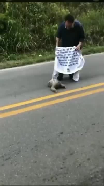 This dude helps a sloth to cross the road and the sloth is so grateful..
