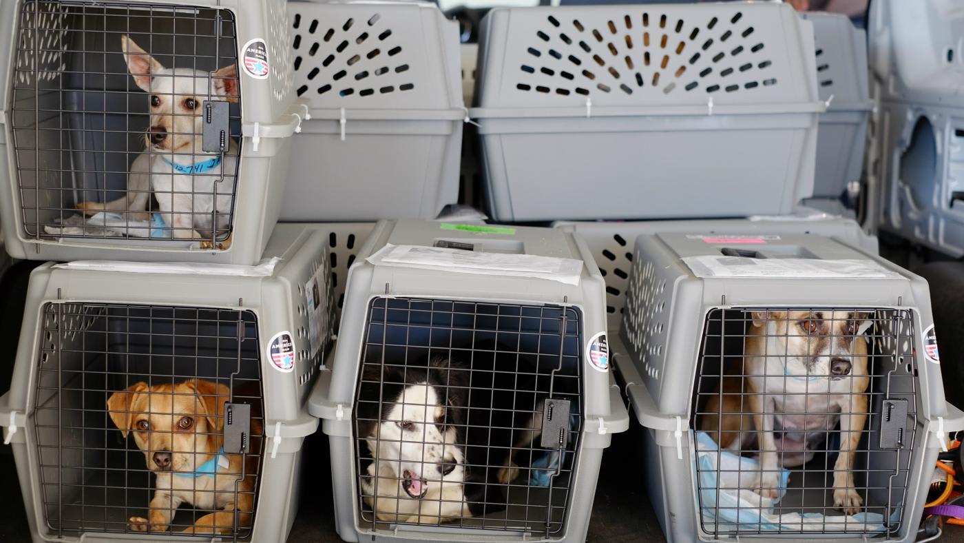 These are the airlines on which your pet is least likely to die