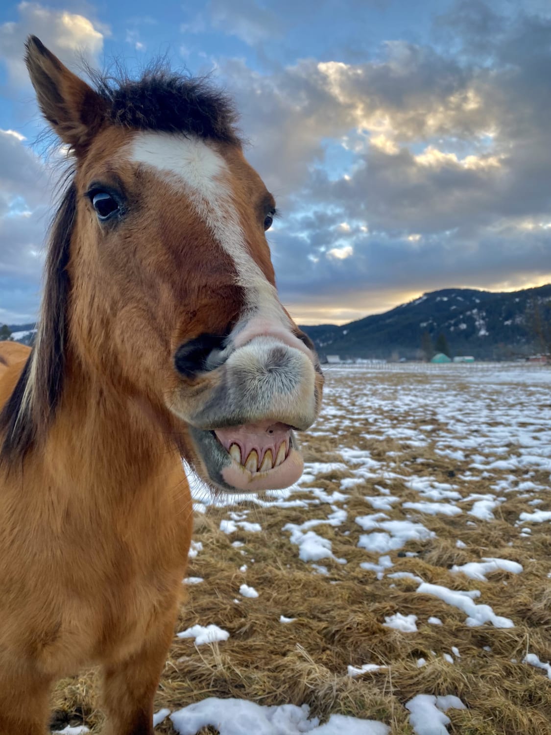 ITAP of my grinning horse