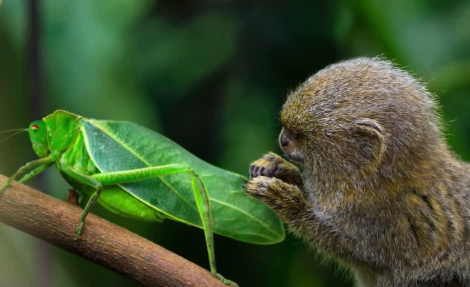 Watch This Pygmy Marmoset Become Completely Fascinated By This Insect That Looks Like A Walking Leaf