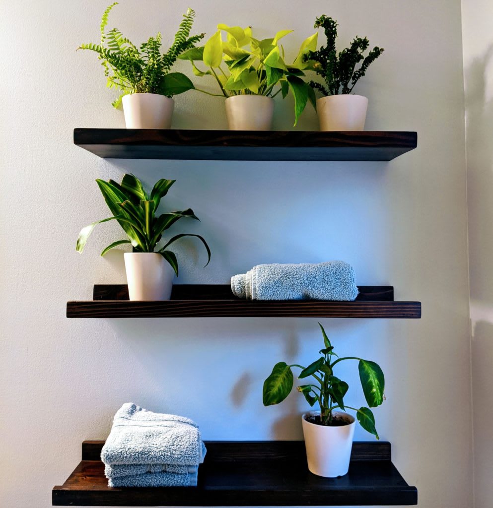 Top 5 Small Plants that Save Space in Small Humid Bathrooms -