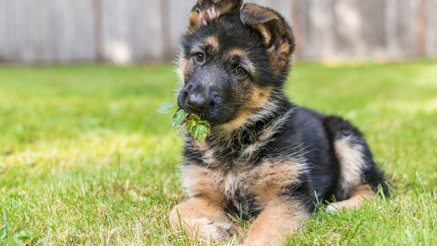 25 Facts About Puppies
