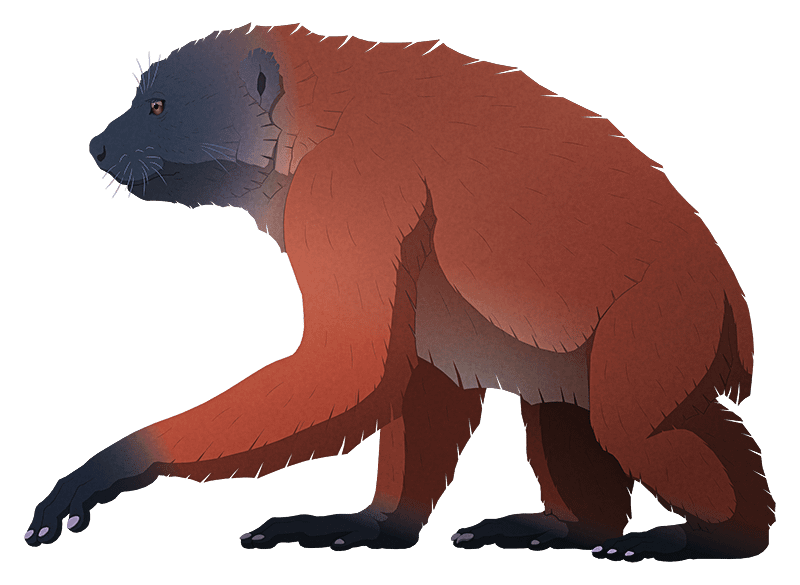 The Giant Sloth Lemur (Archaeoindris fontoynontii) was an Exceptionally Large Primate that Went Extinct around 350BCE. Art by Nix Illustration.