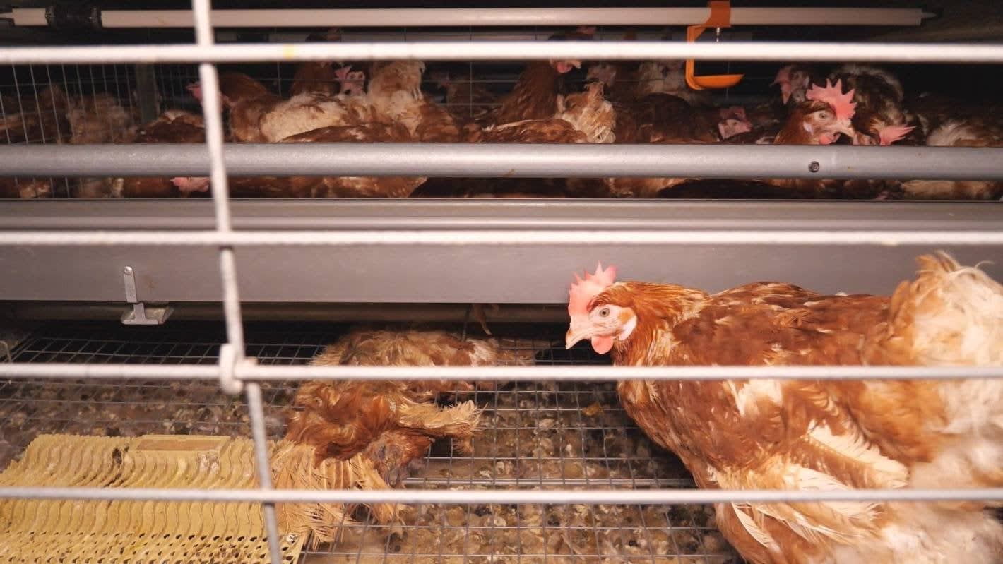 Factory Farming could be banned in New Zealand!