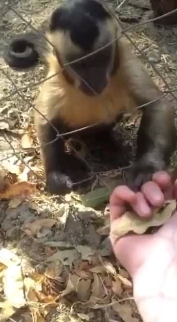 Little monkey teaches human how to crush leaves