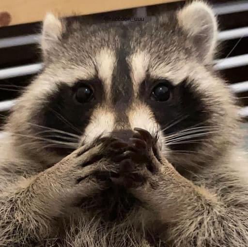 Raccoons Hourly on Twitter