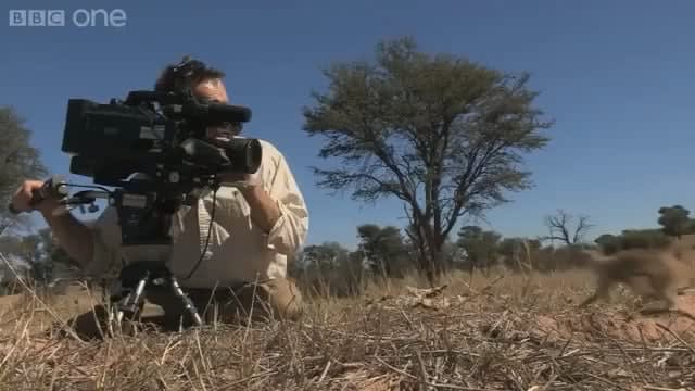 Meerkat uses cameraman's head as a vantage point to scan the area!