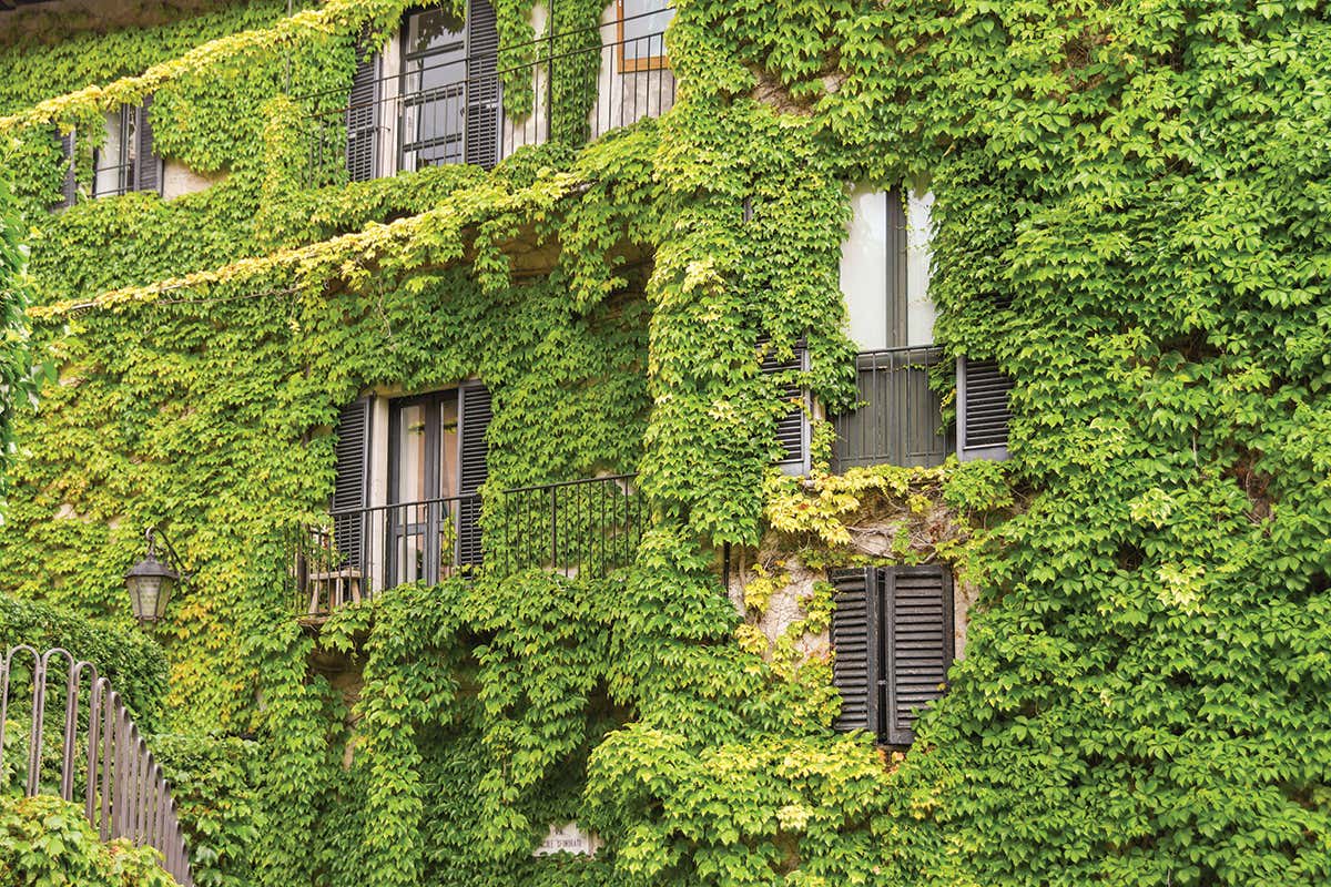 How to use plants to turn your home into a green building