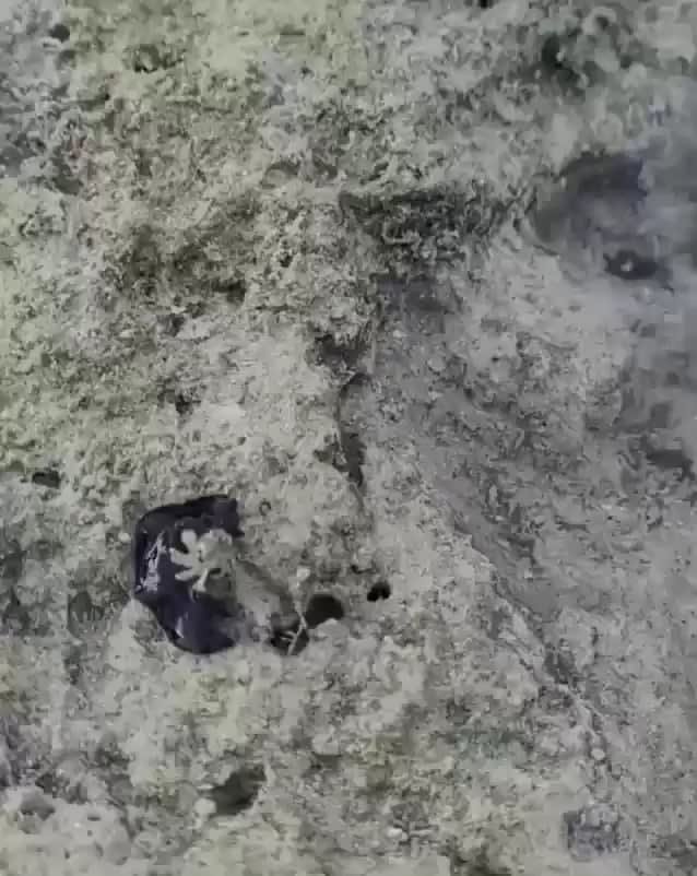 Crab getting eaten by something that looks like a symbiote