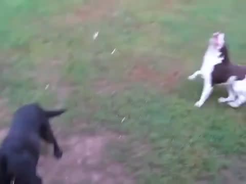 Blind dog playing fetch