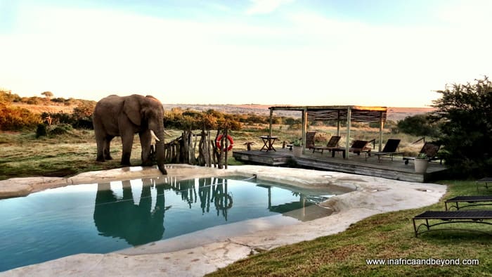 Hlosi Game Lodge - where the lions roar
