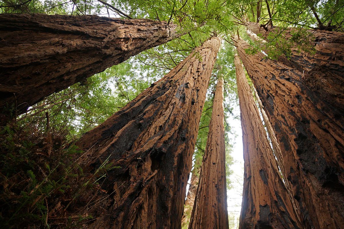 11 Facts About Coast Redwoods, the Tallest Trees in the World