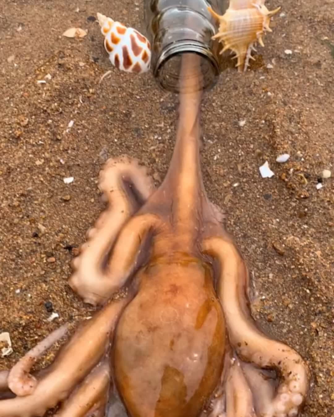 This octopus going into a bottle