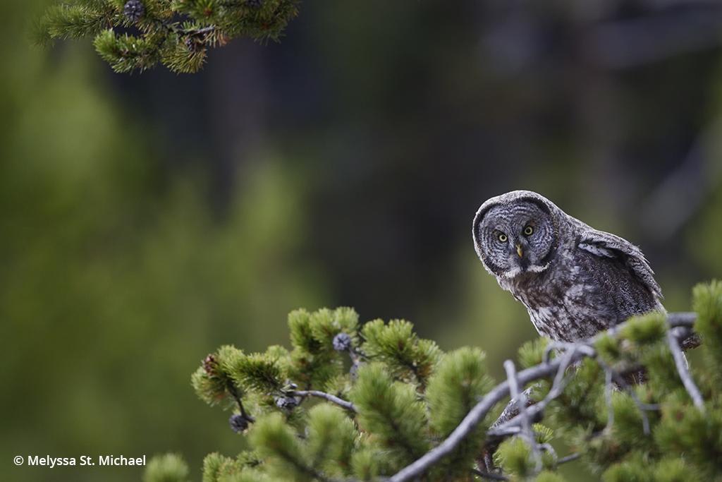 Lessons learned in a quest to photograph the great gray owl, one of nature’s most rare and elusive owls.