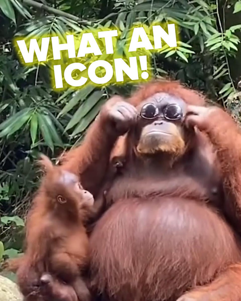 Orangutan goes viral after stealing what?