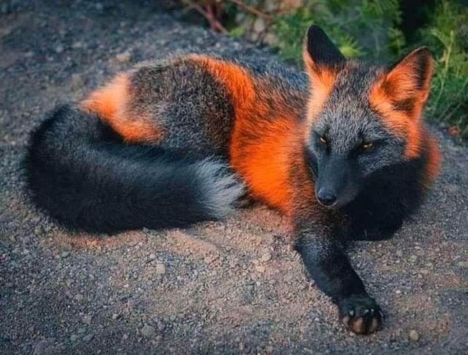 The Cross Fox, a partially melanistic colour variant of the red fox, observable throughout the northern US and Canada