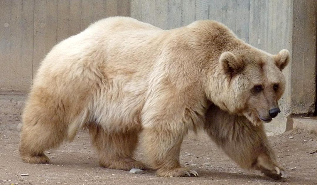 Grizzly bears and polar bears are closely related, and are able to produce fertile offspring. Due to climate change, grizzly bear's habitat range has increased, meaning that they are encountering their polar relatives much more frequently then before. Thus, these hybrids are getting more common.
