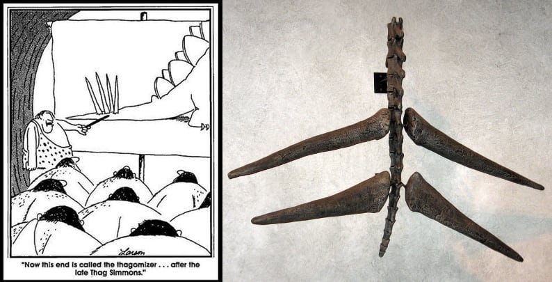 In 1982, The Comic Strip 'The Far Side' Jokingly Referred To The Set Of Spikes On A Stegosaurus's Tail As A "Thagomizer". A Paleontologist Who Read The Comic Realized There Wasn't Any Official Name For The Spikes And Began Using The New Word; "Thagomizer" Is Now The Generally Accepted Term.