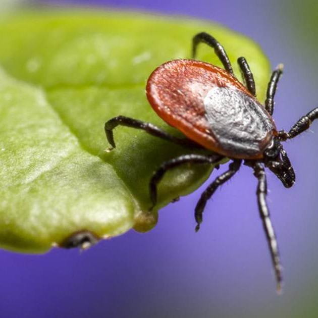 Lyme disease and other infections spread by ticks hit record high