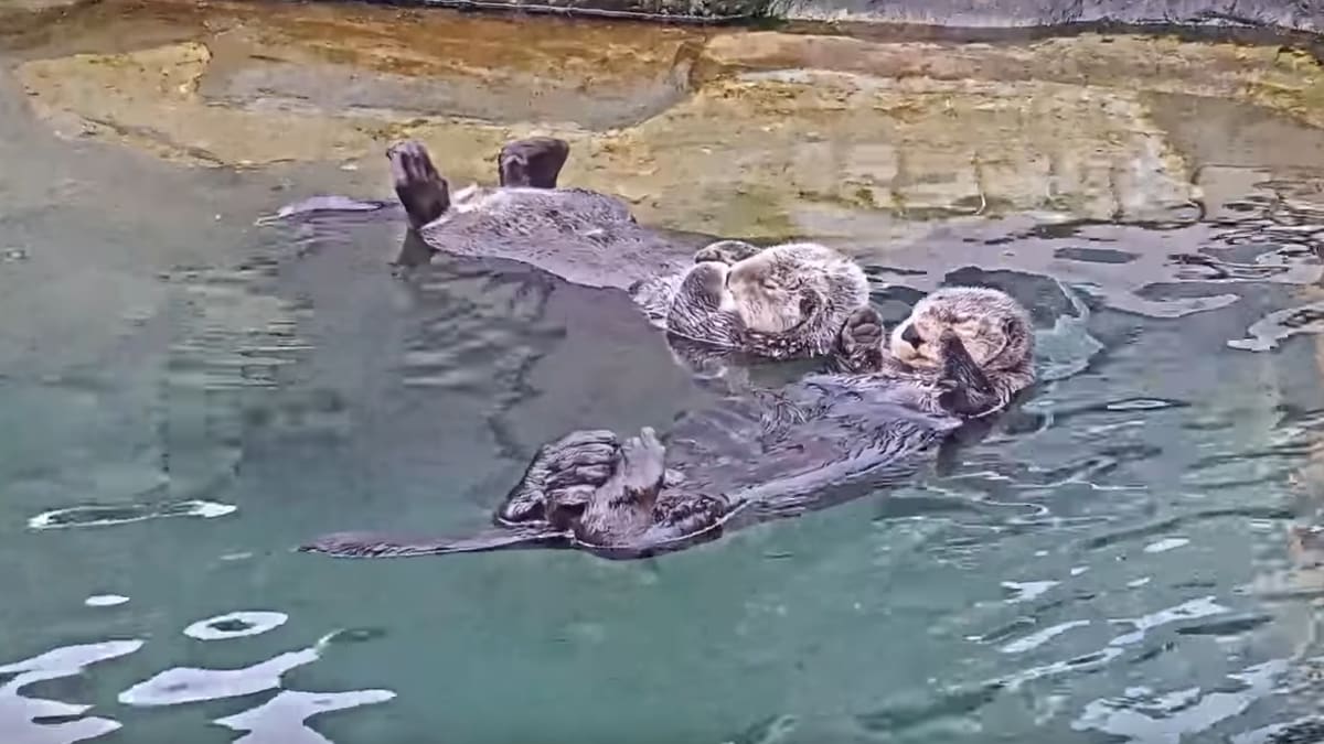 The latest livestreaming stars are a bunch of literal otters
